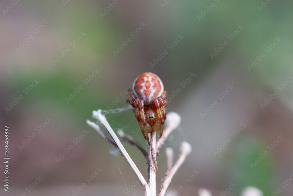 Fototapeta premium Spinne