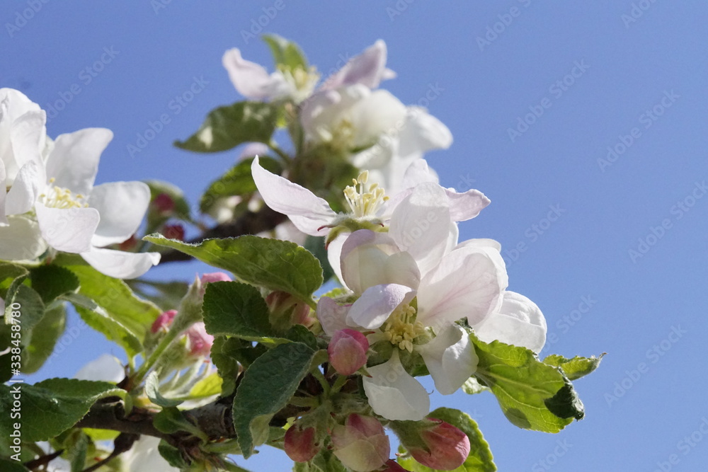 Apfelbaumblüte am Bodensee vor blauem Himmel Apfelbaumblüte am Bodensee vor blauem Himmel