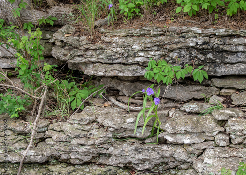 Beautiful little purple flowers grown amazingly through the thick rocks of a lakeside cliff in Oklahoma. Bokeh.