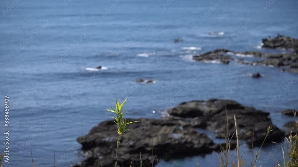 Swaying plants and the sea beyond Swaying plants and the sea beyond