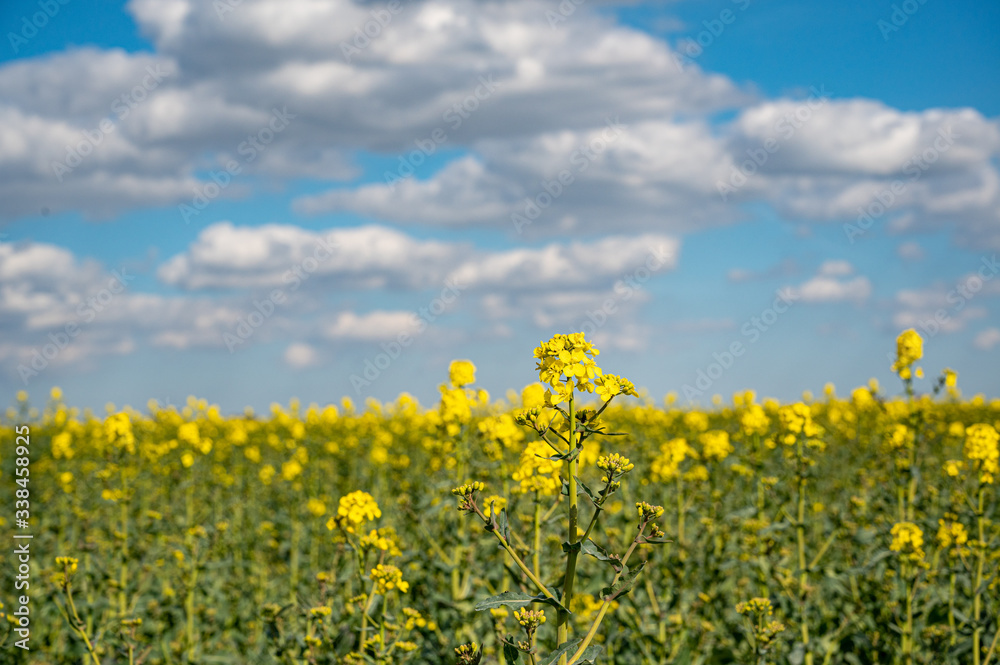 Vibrant bright colored fields of yellow rapeseed flowers