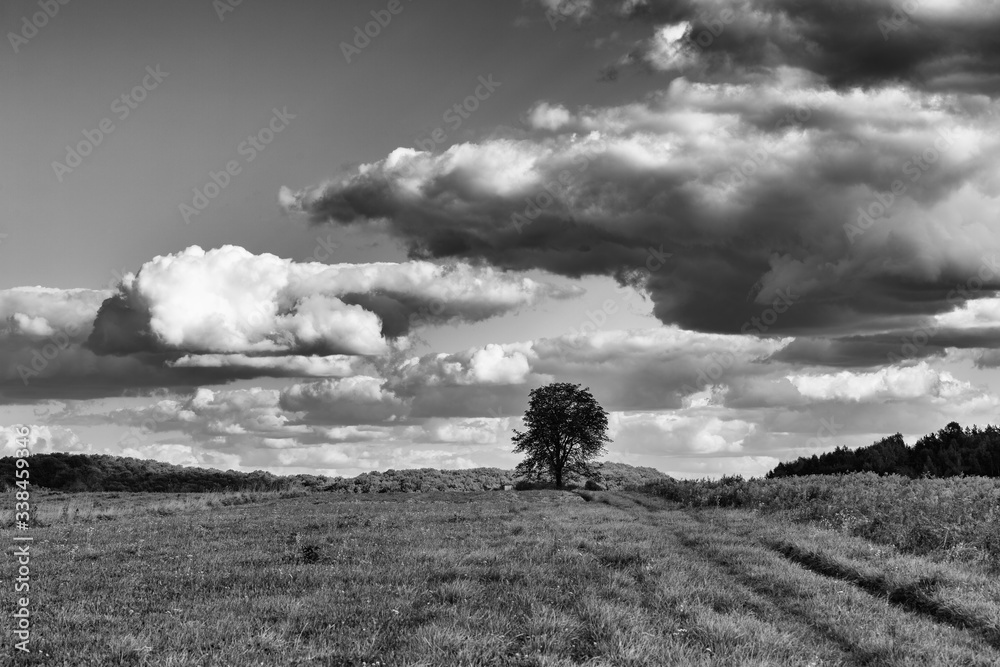 Łąka. Widok na tle pochmurnego nieba b&w