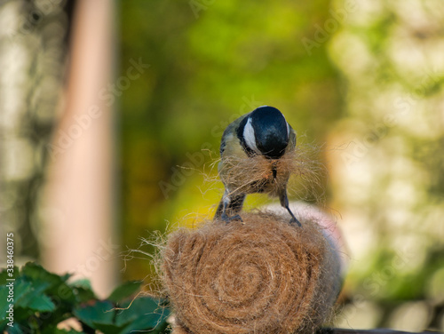 Meise holt Material für Nestbau photo