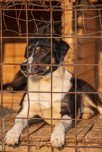 Homeless dogs in a shelter cage. Photographed close-up.