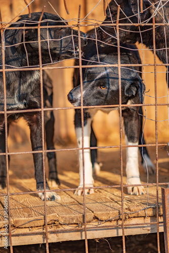 Homeless dogs in a shelter cage. Photographed close-up.