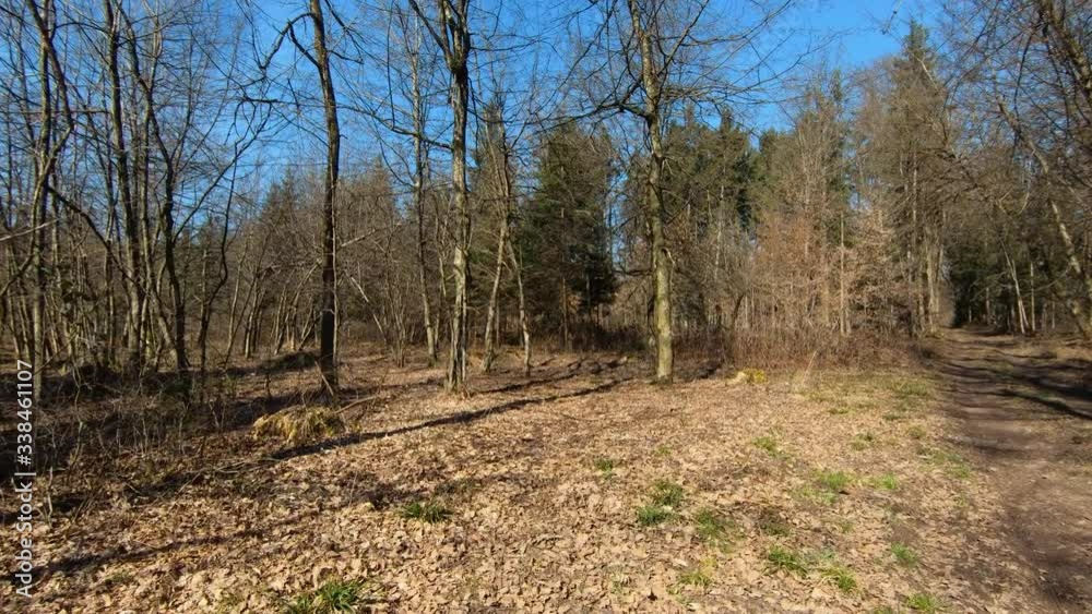 Walking on forest countryside road and floor covered with leaves and branches in wilderness on a bright sunny day. Forward dolly moving, wide shot Walking on forest countryside road and floor covered with leaves and branches in wilderness on a bright sunny day. Forward dolly moving, wide shot