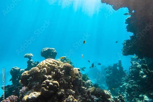 Coral Reef And Tropical Fish In Red Sea  Egypt. Blue Turquoise Clear Ocean Water  Hard Corals And Rock In The Depths  Sun Rays Shining Through Water Surface  Underwater Diversity.