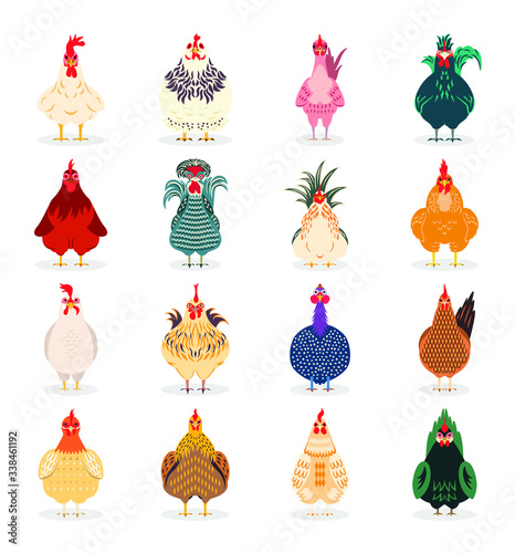A group of cute and funny chickens standing