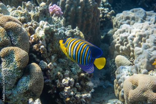 Royal Angelfish (regal angelfish) in a coral reef, Red Sea, Egypt. Tropical colorful fish with yellow fins, orange, white and blue stripes in blue ocean water. Underwater beautiful diversity.