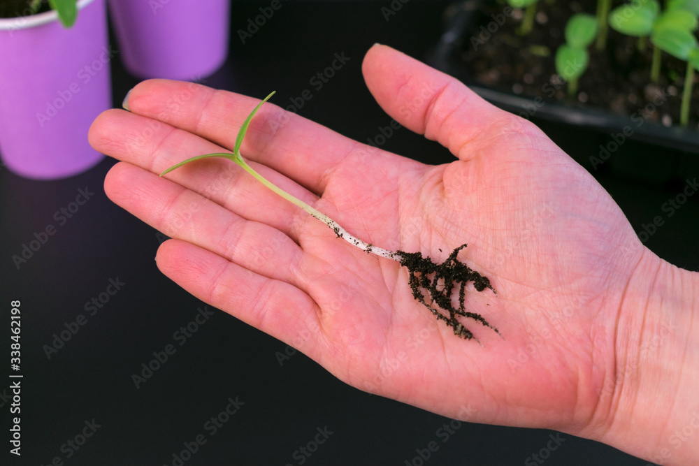 Obraz premium Flower seedlings in paper glasses. Seedlings of cucumber. A pot with a young sprout of cucumber in a female hand.