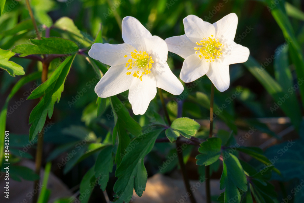Buschwindröschen (Anemone nemorosa), Nordrhein-Westfalen, Deutschland, Europa Buschwindröschen (Anemone nemorosa), Nordrhein-Westfalen, Deutschland, Europa