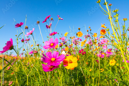 cosmos flowers blooming in the garden