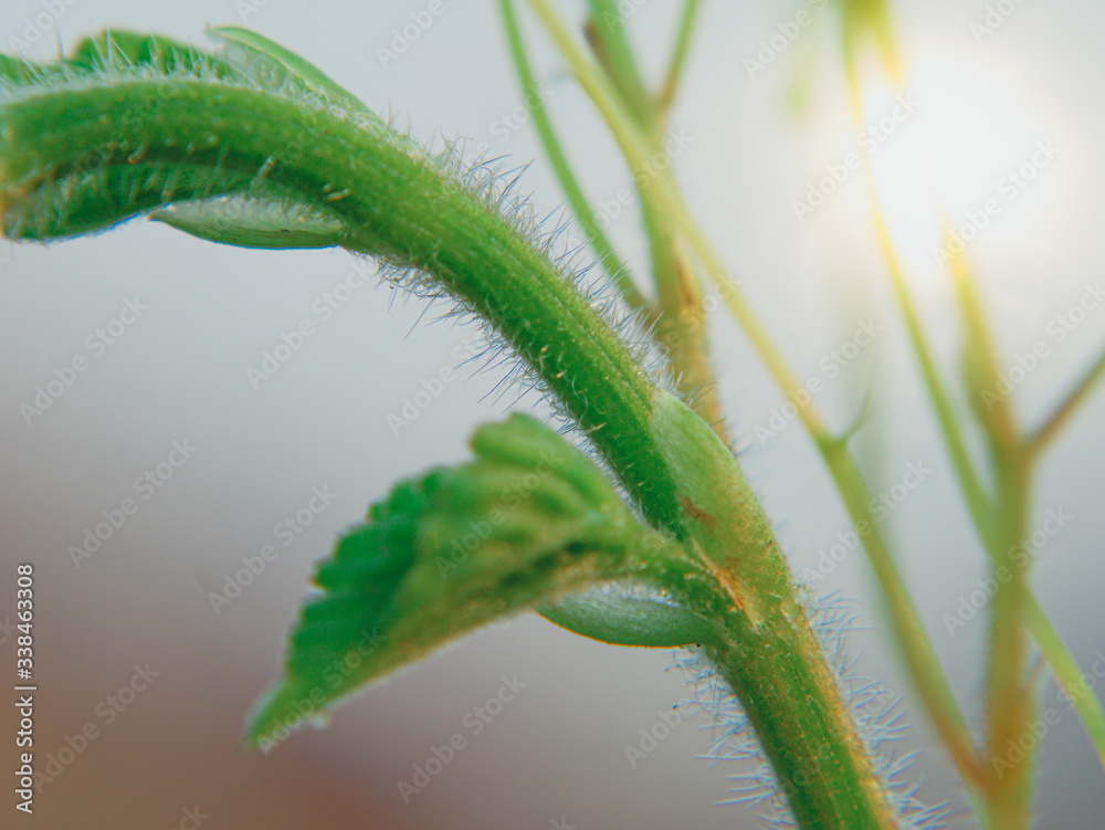 Close up pumpkin stem and leaves hair, Macro, Sunlight background. Close up pumpkin stem and leaves hair, Macro, Sunlight background.