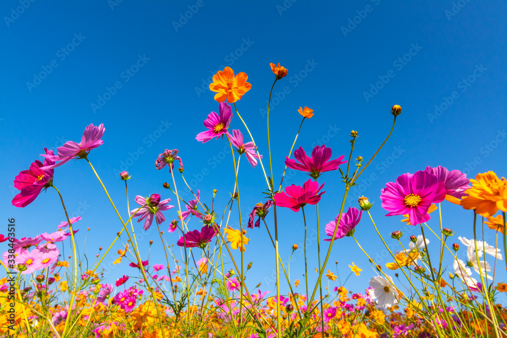 cosmos flowers blooming in the garden cosmos flowers blooming in the garden