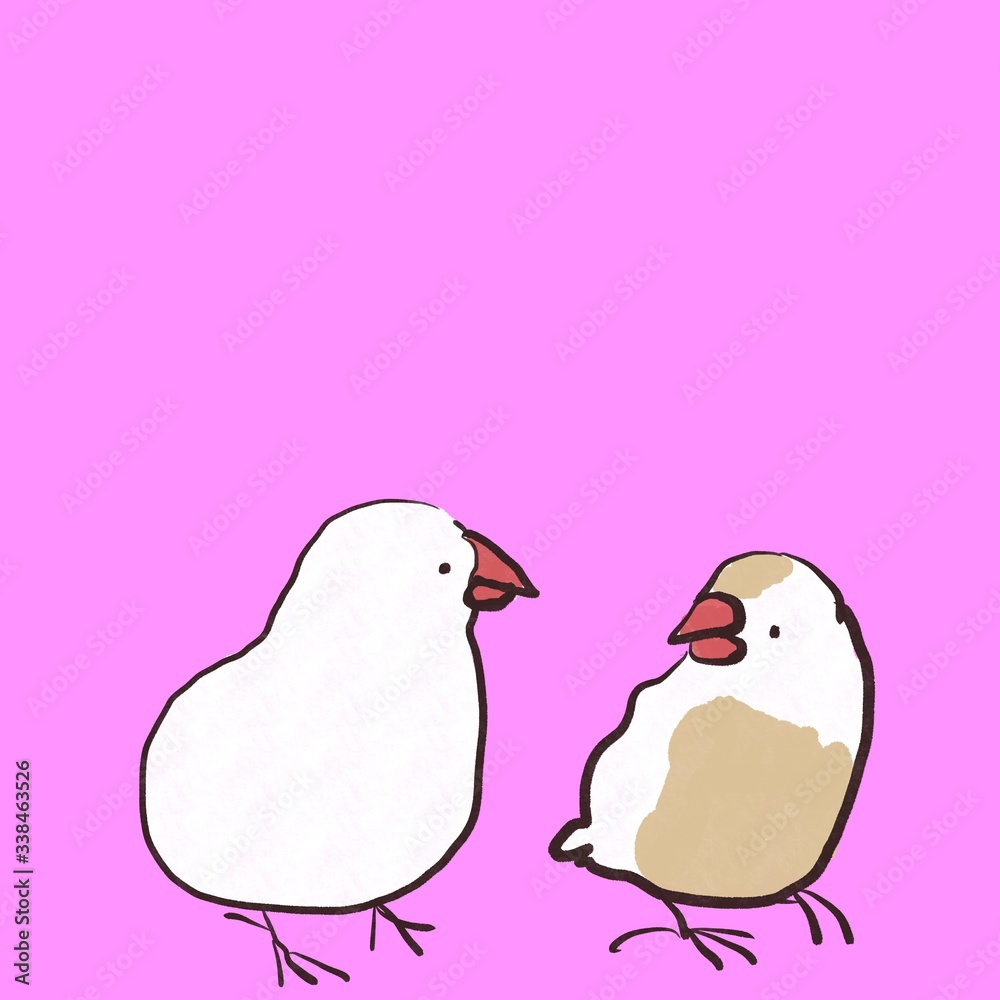 向き合う白文鳥とクリーム文鳥 セット 背景カラー Stock Illustration Adobe Stock