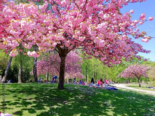 Fototapeta Naklejka Na Ścianę i Meble -  spring in the park