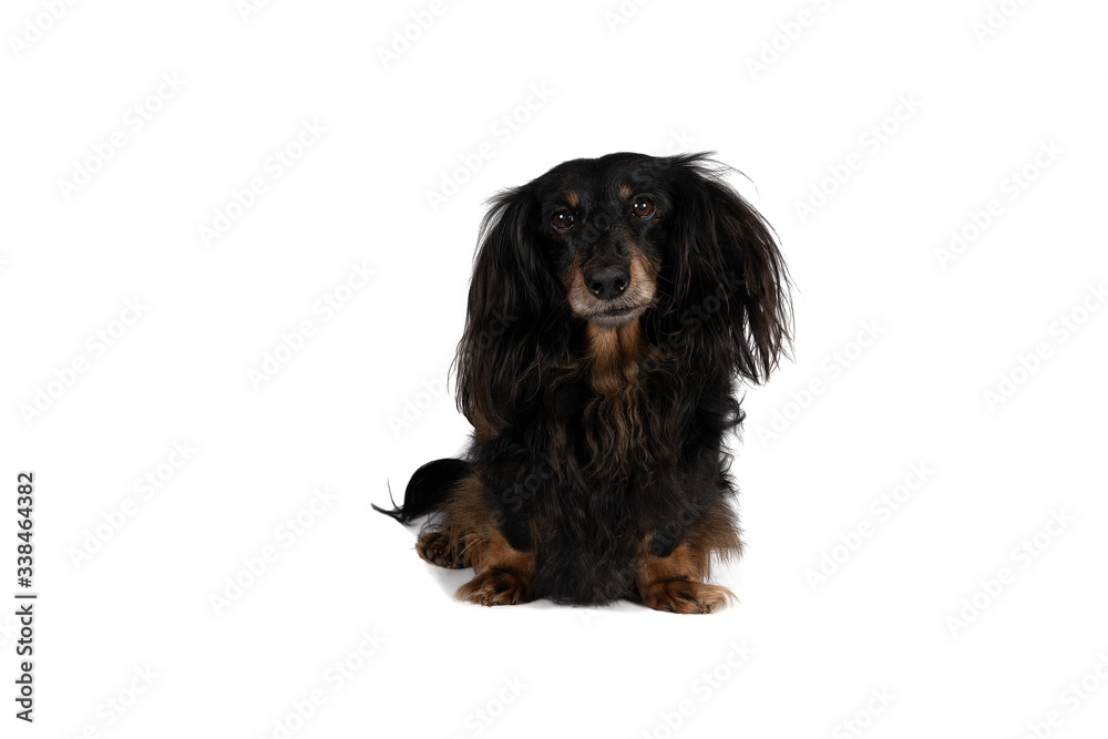 Portrait of a black and tan dachshund dog sitting isolated on a white background