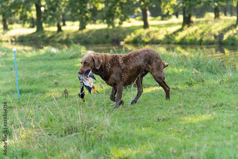 A brown Chesapeake Bay Retriever fetching a duck for his owner the hunter A brown Chesapeake Bay Retriever fetching a duck for his owner the hunter