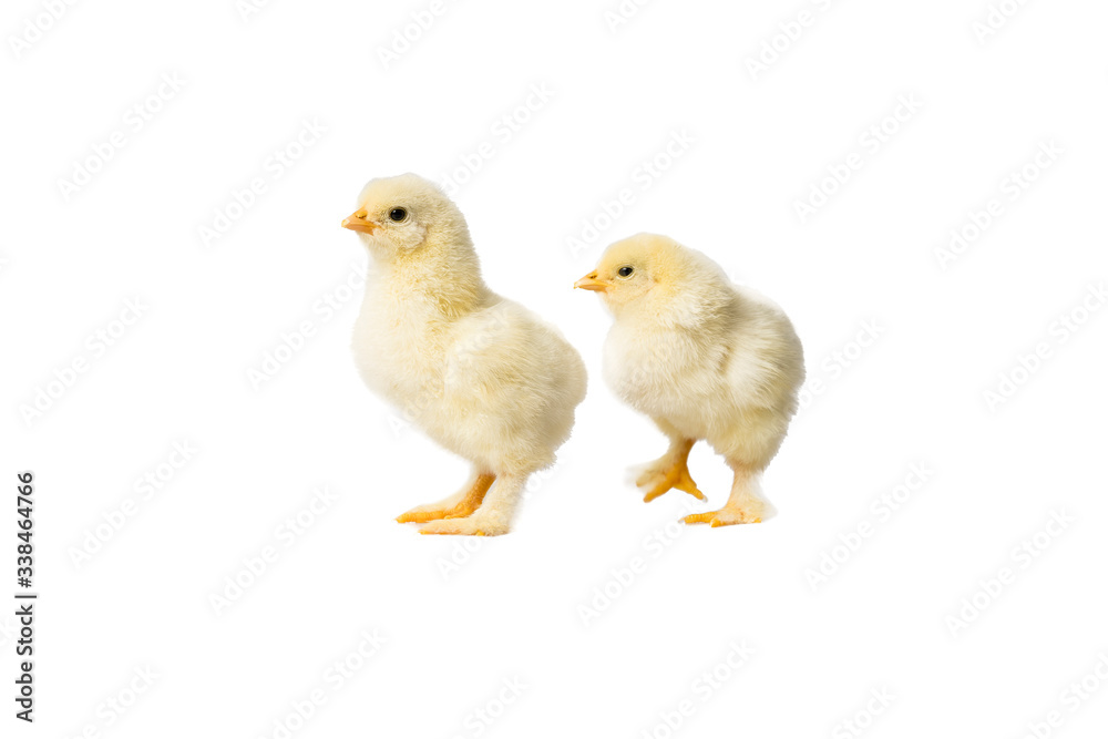Young fluffy yellow Easter Baby Chickens standing Against White Background Young fluffy yellow Easter Baby Chickens standing Against White Background