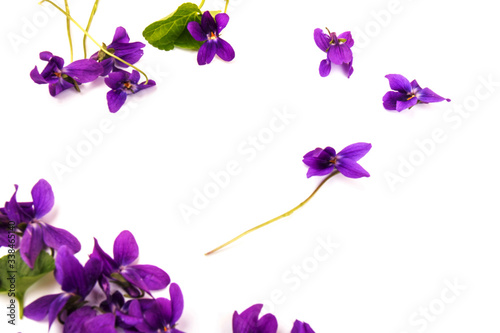 Fototapeta Naklejka Na Ścianę i Meble -  Herbaceous perennial plant - Viola odorata. Spring  purple flowers of violets close up