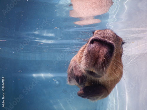 Quadro su tela capybara swimming
