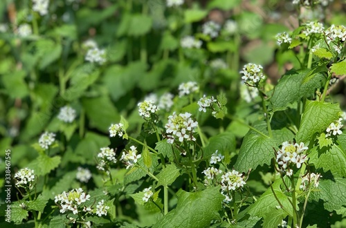 Obraz na płótnie Knoblauchrauke ( Alliaria petiolata ) w salonie