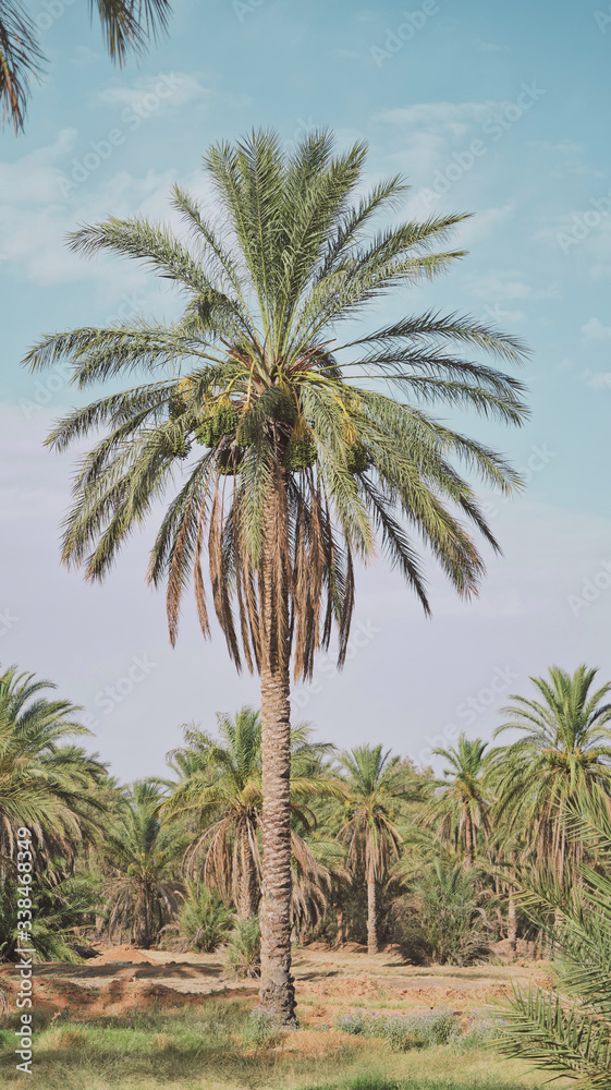 Un palmier seul en portrait