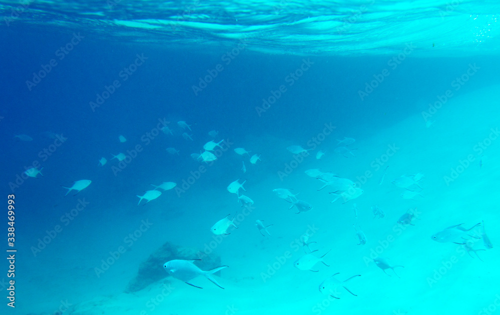 Many small fishes swimming in the sea