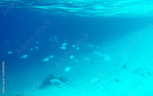 Many small fishes swimming in the sea