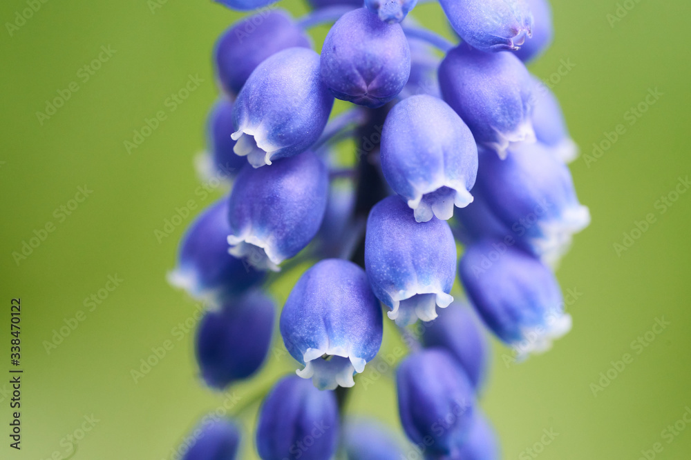 A closeup of the blue grape Hyacinth flowers in the garden A closeup of the blue grape Hyacinth flowers in the garden