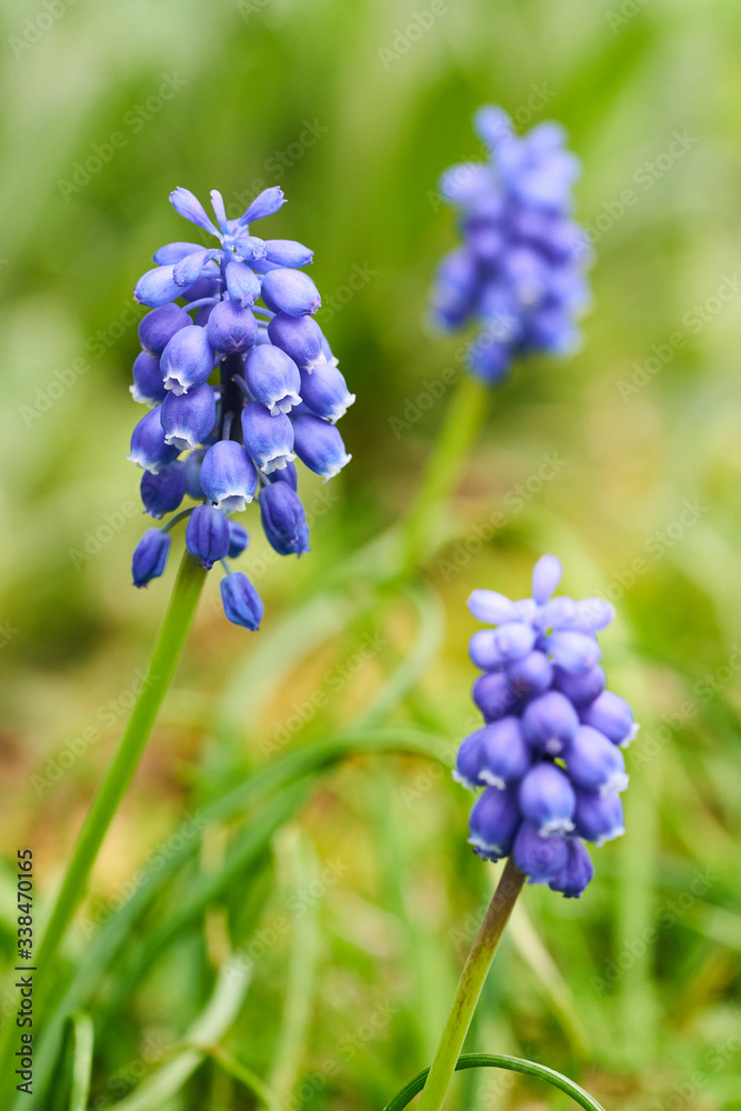 Blue grape Hyacinth flowers in the garden Blue grape Hyacinth flowers in the garden