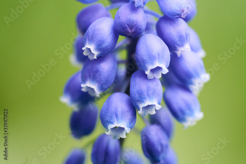 A closeup of the blue grape Hyacinth flowers in the garden