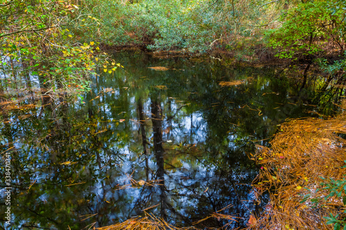 Loblolly Pine Tree Reflection In Marsh, Assateague Island National Seashore, Maryland, USA