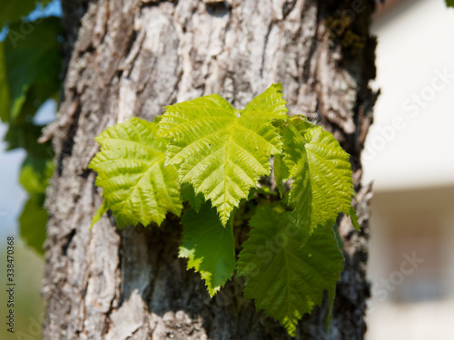 Close up on green foliage, rounded leaf, hairy surface, lobed and serrated margin of Turkish hazel or Turkish filbert (Corylus colurna) photo