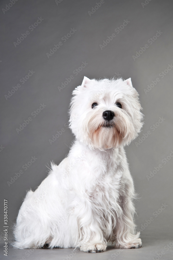 Young West Highland White Terrier on a grey background Young West Highland White Terrier on a grey background