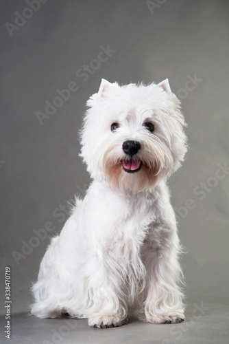 Young West Highland White Terrier on a grey background