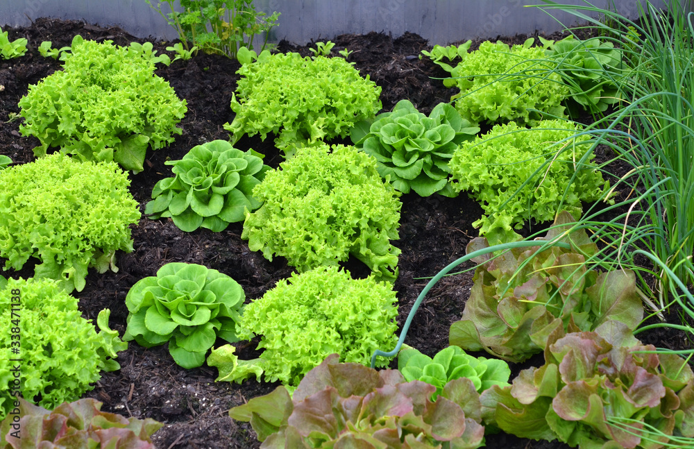 verschiedene Salatsorten verschiedene Salatsorten