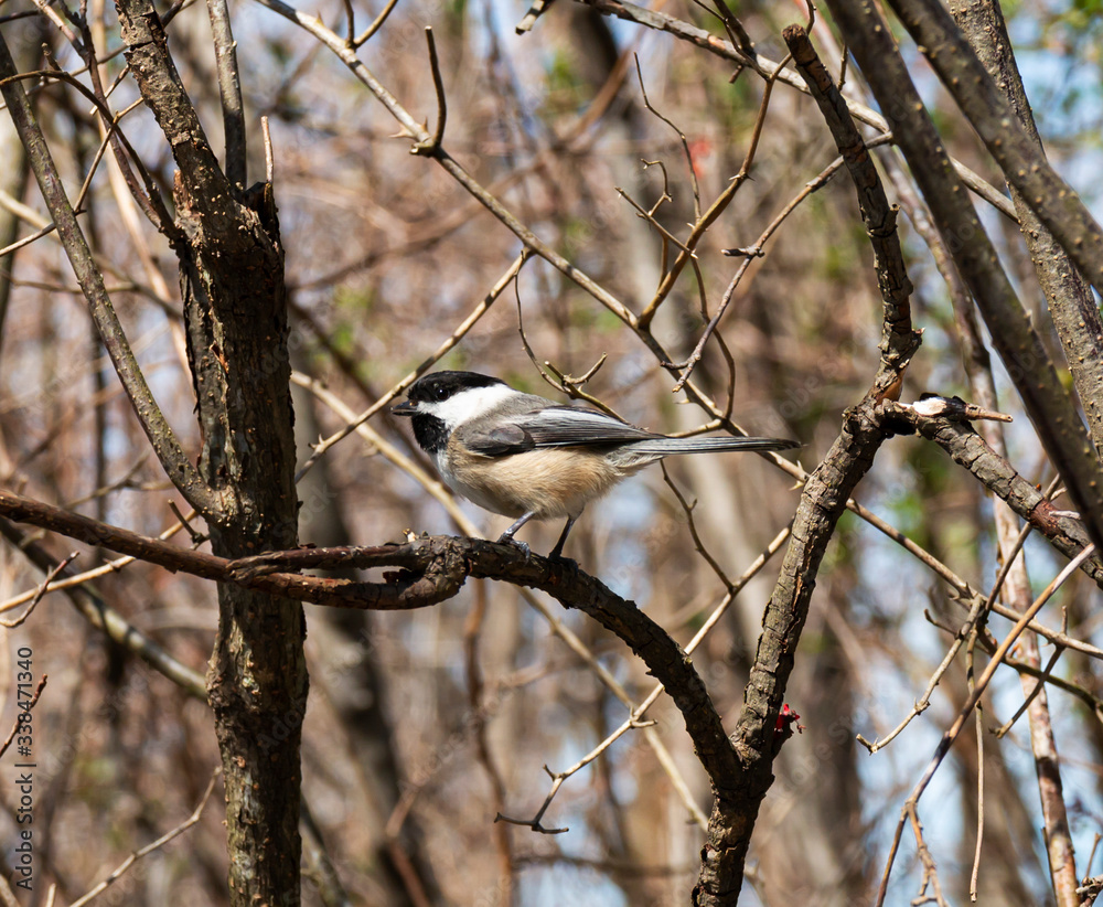 Black-capped chickadee on a branch Black-capped chickadee on a branch