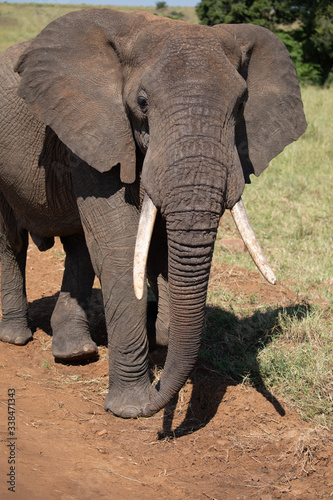 african elephant