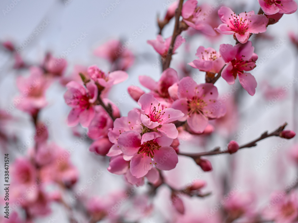 Blooming peach in the garden. Blooming peach in the garden.