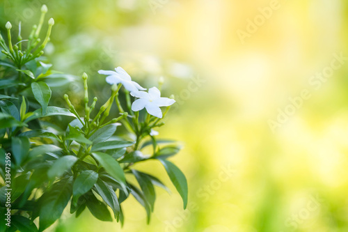 Gerdenia Crape Jasmine green leaves in garden on natural background photo