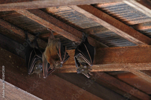 Behang Bats in Southeast Asia