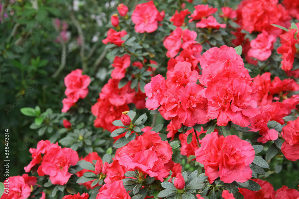 Image of fresh pink flowers wall for background Image of fresh pink flowers wall for background