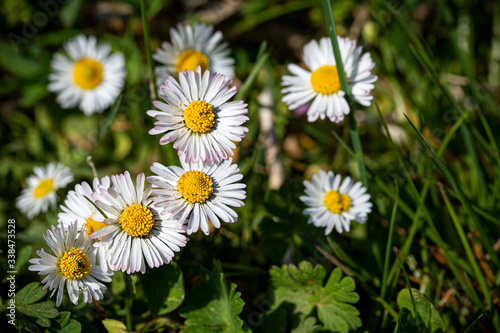 Pratoline in fiore