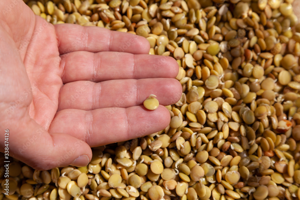 Hands of farmer. hand holds sprouted lentils Hands of farmer. hand holds sprouted lentils