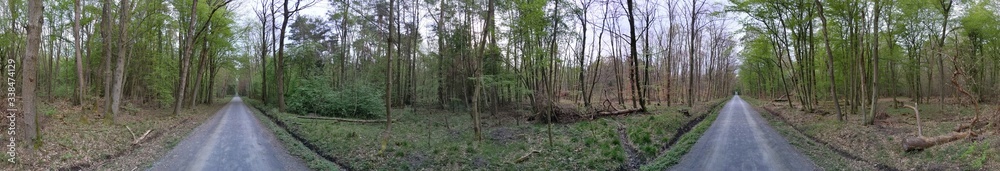 Waldweg Panorama