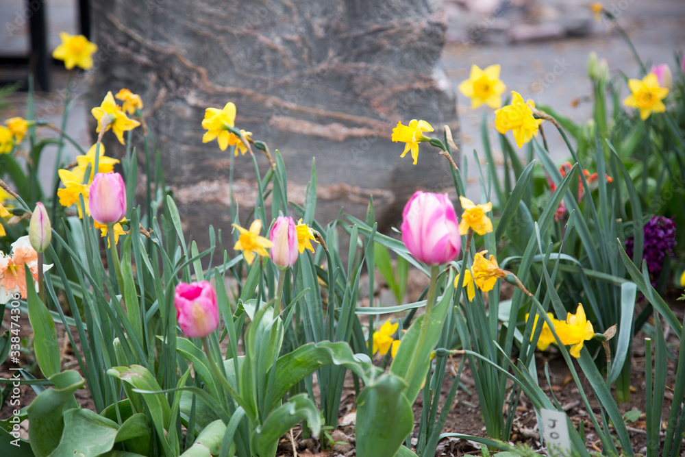 Fototapeta premium tulips
