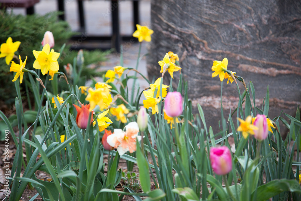 tulips tulips