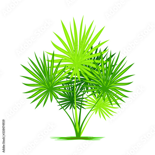 Fan Palm Leaf vector illustration  isolated on white background