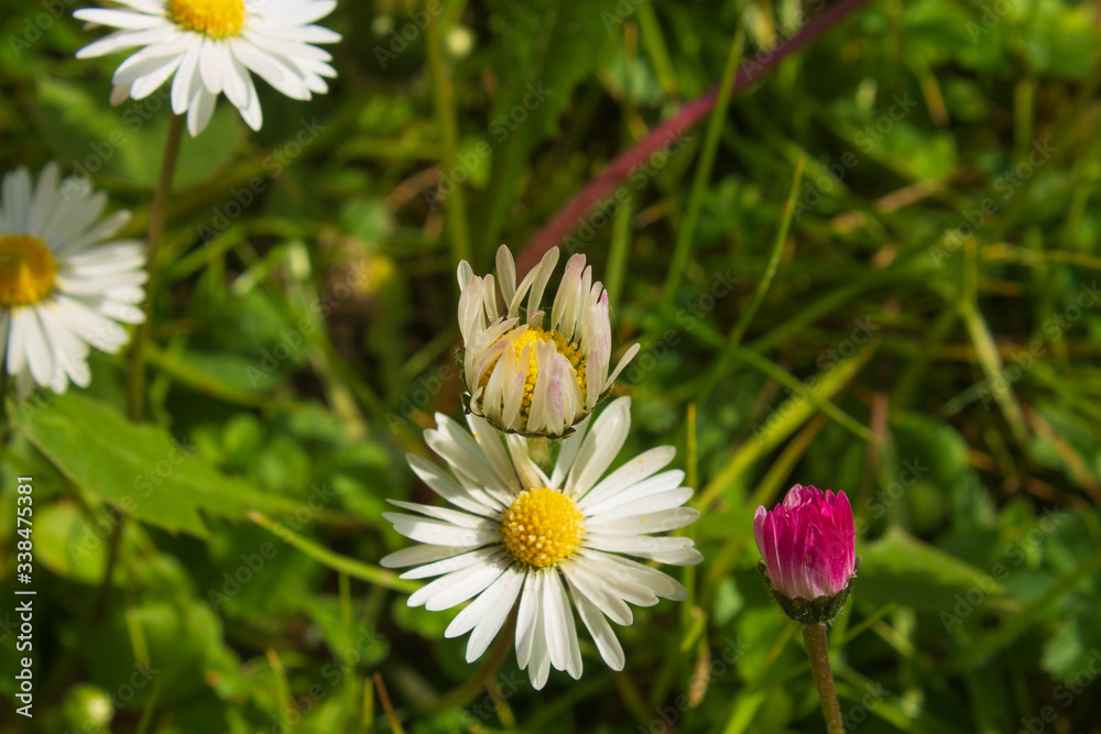 Blossom daisy flowers in a garden. Blossom daisy flowers in a garden.